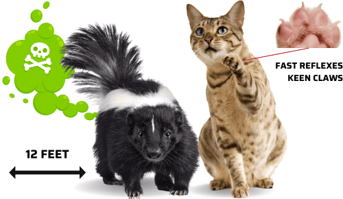 Defense-mechanisms-of-Skunks-and-Cats
