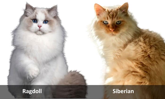 Differences-between-Ragdoll-vs-Siberian-Cat