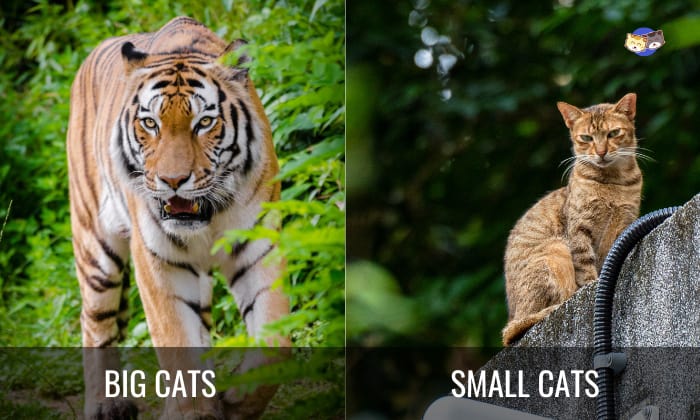 Differences-of-Big-Cats-VS-Small-Cats