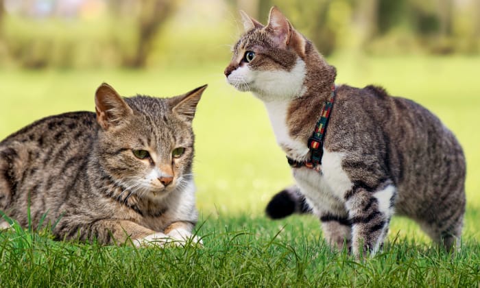 Differences-of-american-shorthair-vs-tabby