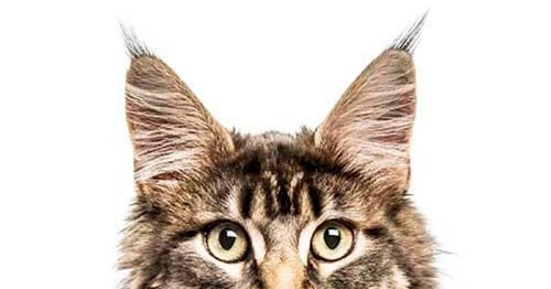 Ears-of-Maine-Coon