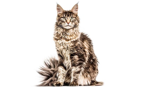 Fur-of-Maine-Coon