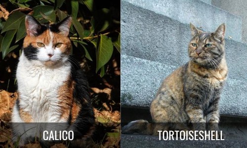 Gender-of-Calico-Cat-and-Tortie