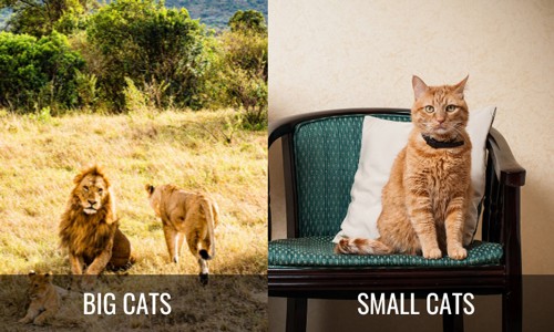 Habitat-of-Big-Cats-VS-Small-Cats