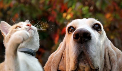 Hearing-Senses-of-cat-vs-dog
