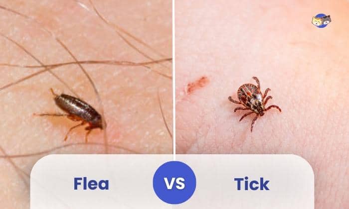 Fleas vs Ticks
