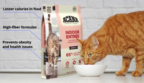 Indoor-cat-food-Different-with-outdoor-foods