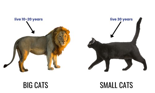 Lifespan-of-Big-Cats-VS-Small-Cats
