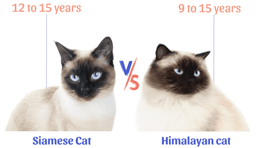 Lifespan-of-siamese-vs-himalayan-cat
