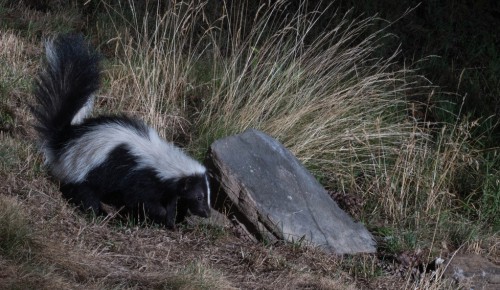 Nocturnal-behavior-of-Skunks-and-Cats