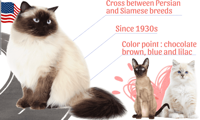 Overview-about-Himalayan-Cat
