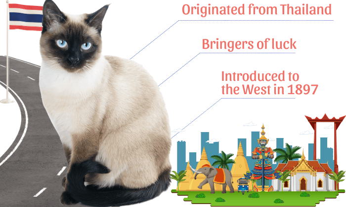 Overview-about-Siamese-Cat