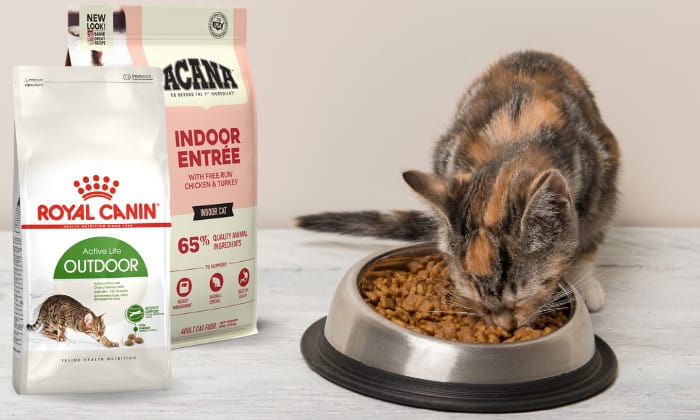 Overview-about-indoor-vs-outdoor-cat-food