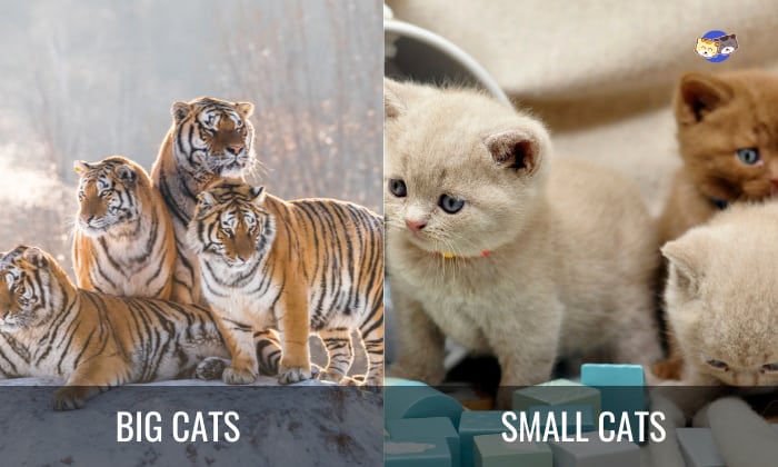 Overview-of-Big-Cats-VS-Small-Cats