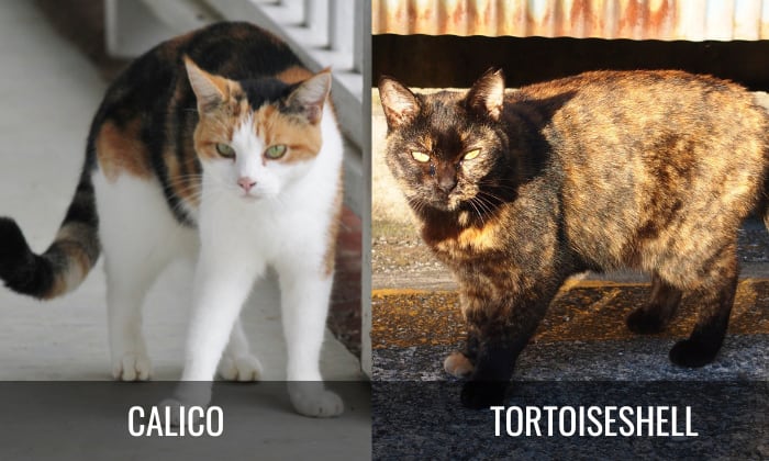 Overview-of-Calico-Vs-Tortoiseshell-Cat