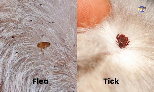 Parasitic-Nature-of-Flea-And-Tick