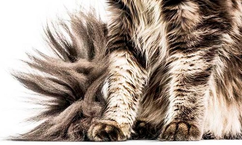 Paws-of-Maine-Coon