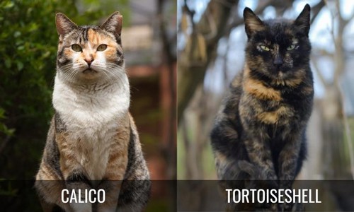 Personality-of-Calico-Vs-Tortoiseshell-Cat