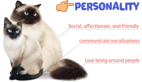 Personality-of-siamese-vs-himalayan-cat
