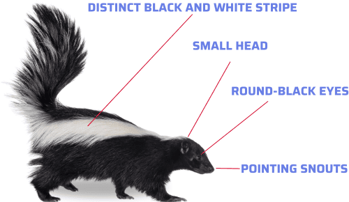 Physical-characteristics-of-Skunks