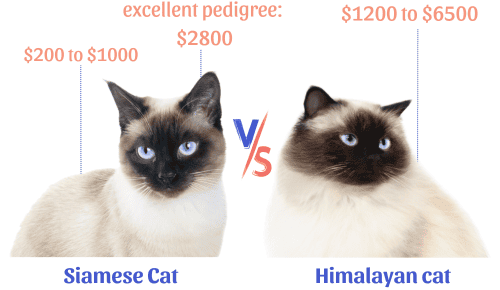 Price-of-siamese-vs-himalayan-cat