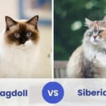 Ragdoll vs Siberian Cat