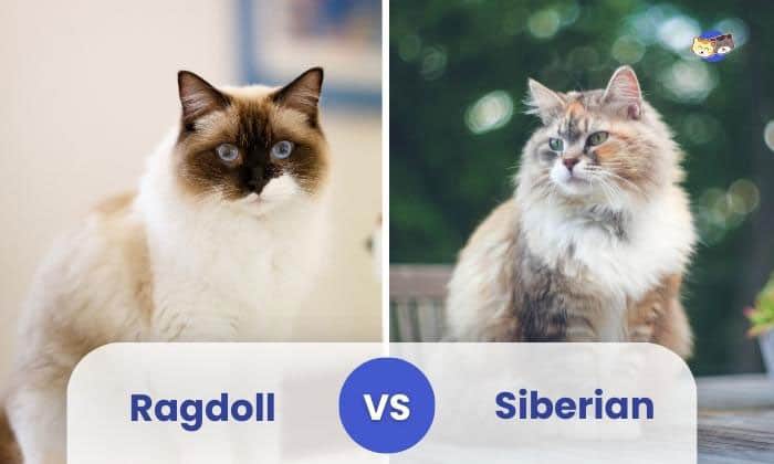 Ragdoll vs Siberian Cat