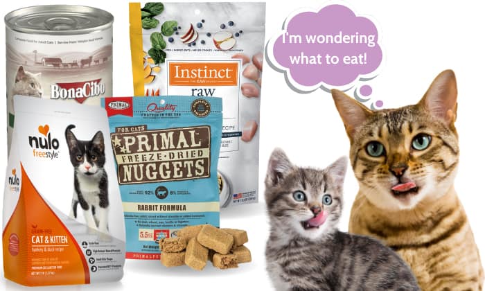 Similarities-between-indoor-vs-outdoor-cat-food