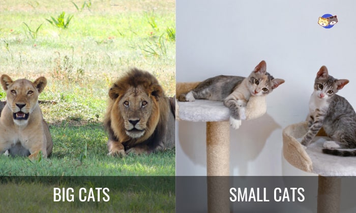 Similarities-of-Big-Cats-VS-Small-Cats