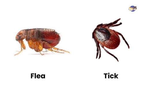 Size-Comparison-of-flea-and-tick