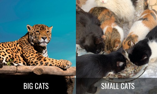 Social-Behavior-of-Big-Cats-VS-Small-Cats