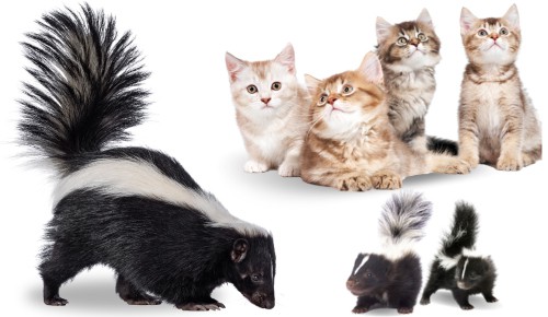 Social-structure-and-behavior-of-Skunks-and-Cats