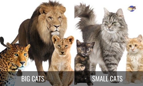 Species-and-Breeds-of-Big-Cats-VS-Small-Cats