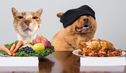 Taste-Senses-of-cat-vs-dog