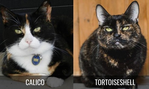 Temperament-of-Calico-Vs-Tortoiseshell-Cat