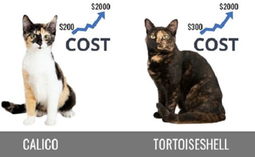 The-Costs-of-Calico-Vs-Tortoiseshell-Cat