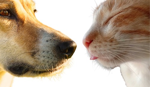 Touch-Senses-of-cat-vs-dog