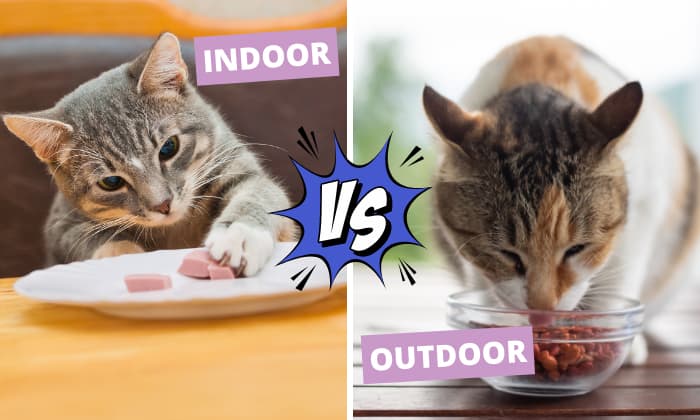 Which-is-Better-between-indoor-and-outdoor-cat-food