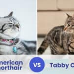 american shorthair vs tabby