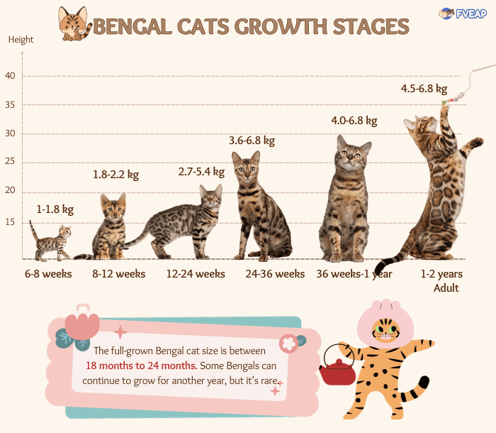 bengal-cats-growth-stages