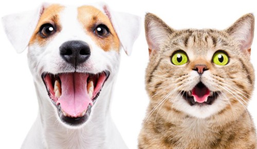 canines-of-cats-and-dog-help-to-receptors-scent