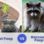 cat poop vs raccoon poop