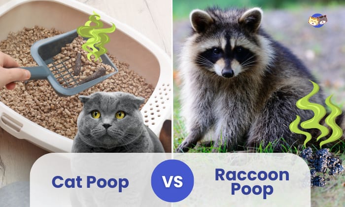 cat poop vs raccoon poop