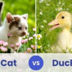 cat vs duck