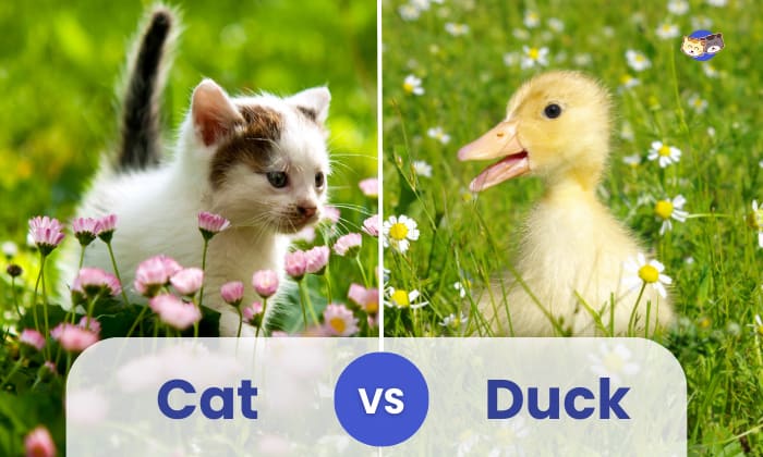 cat vs duck