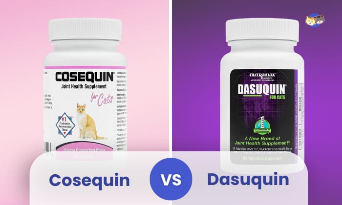 cosequin vs dasuquin for cats