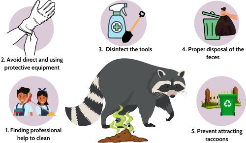 dealing-with-raccoon-feces