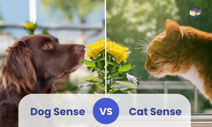 dog vs cat sense of smell