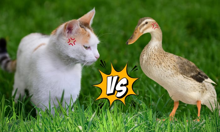 encounter-between-a-cat-and-a-duck