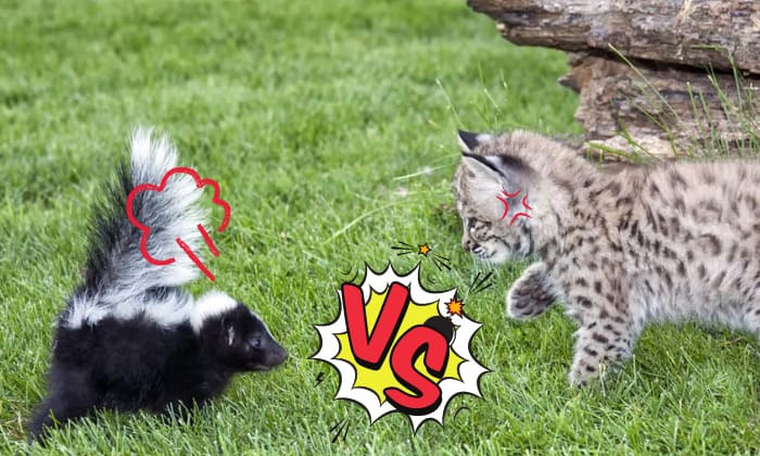 fight-between-a-skunk-and-a-cat
